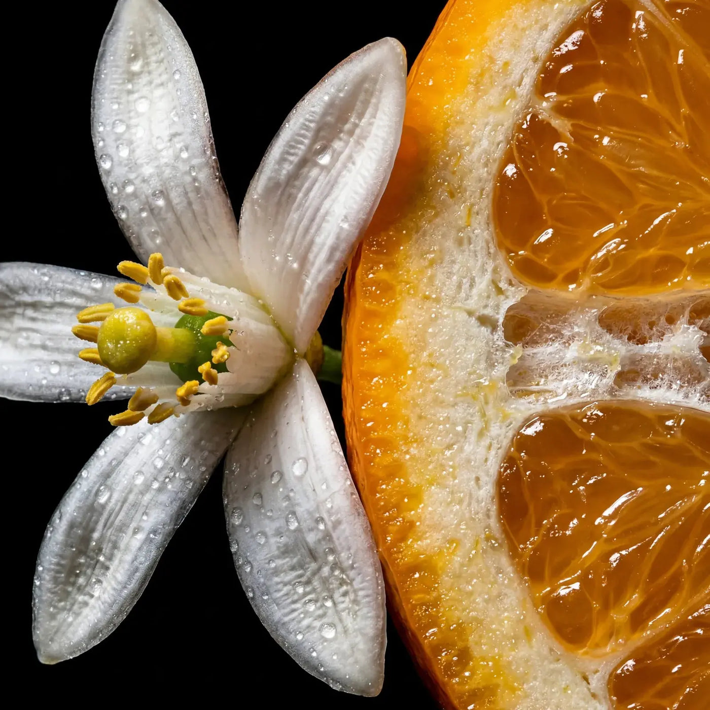 Neroli blossom beside the Qanzari Desire 99 bottle, the perfume's opening note