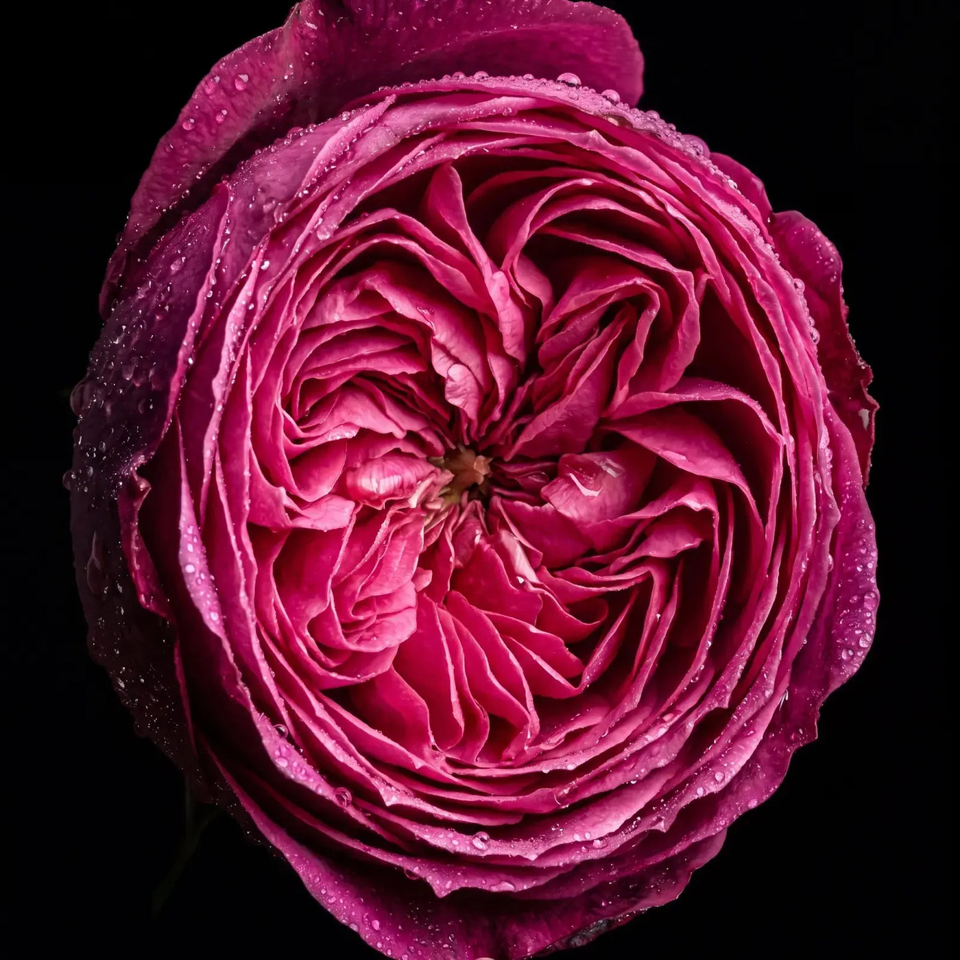 Rose beside the Qanzari Q50 bottle, the floral note in its heart