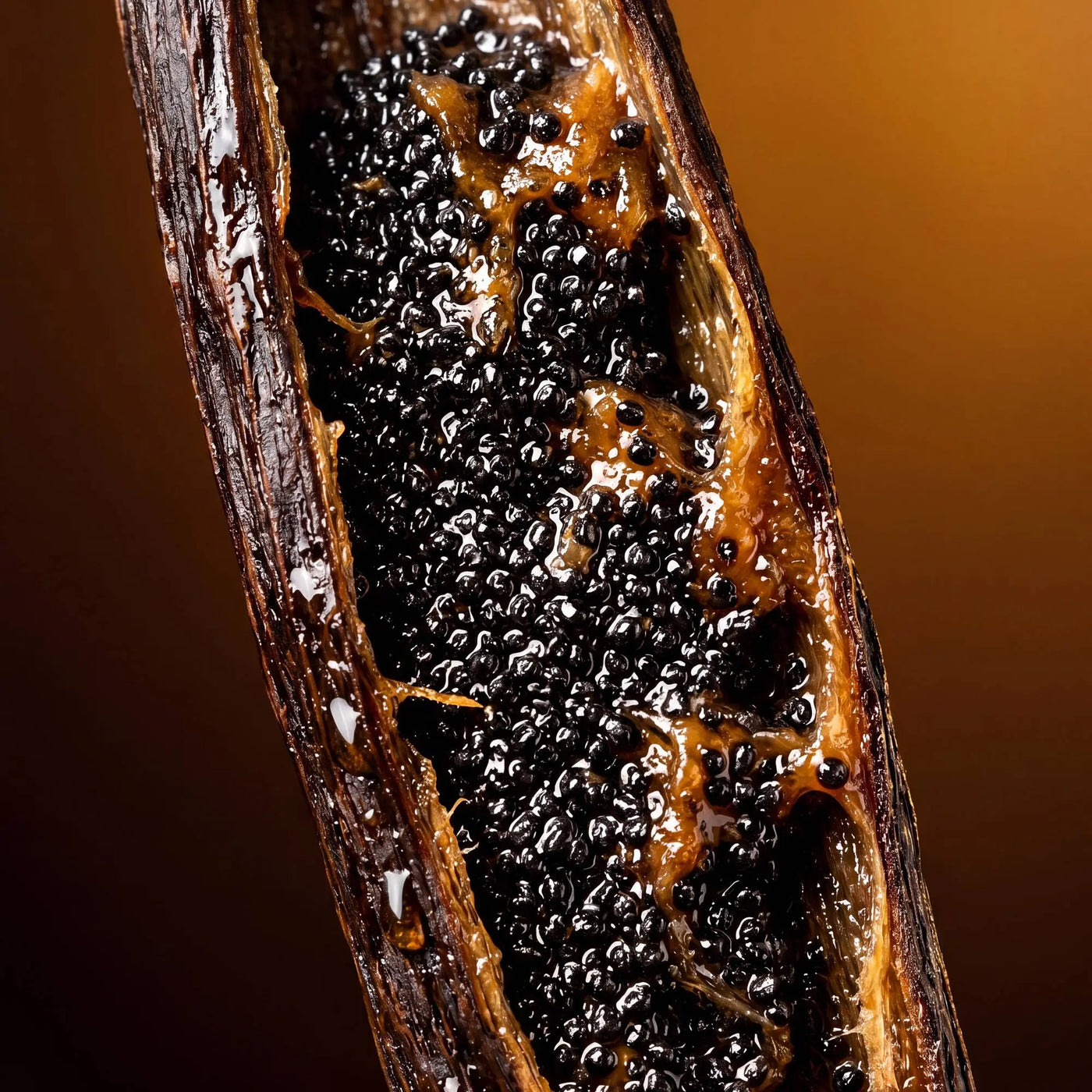 Madagascar vanilla pods beside the Qanzari Vanilla 44 bottle, the perfume's heart note